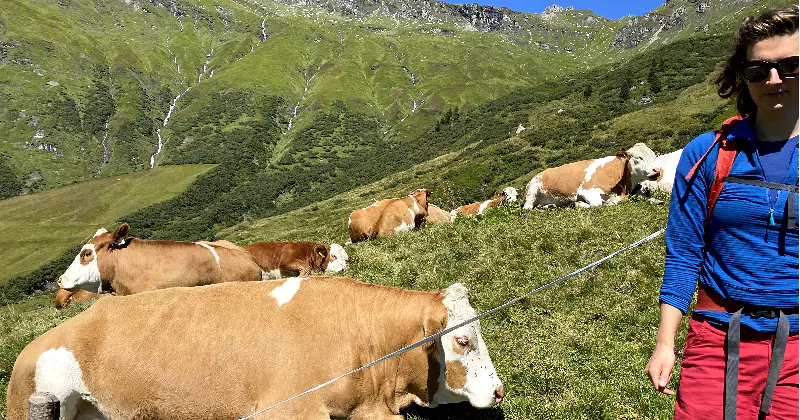 Een persoon met een zonnebril staat op een met gras begroeide heuvel, vlakbij een aantal bruin-witte koeien, met groene bergen en een blauwe lucht op de achtergrond.